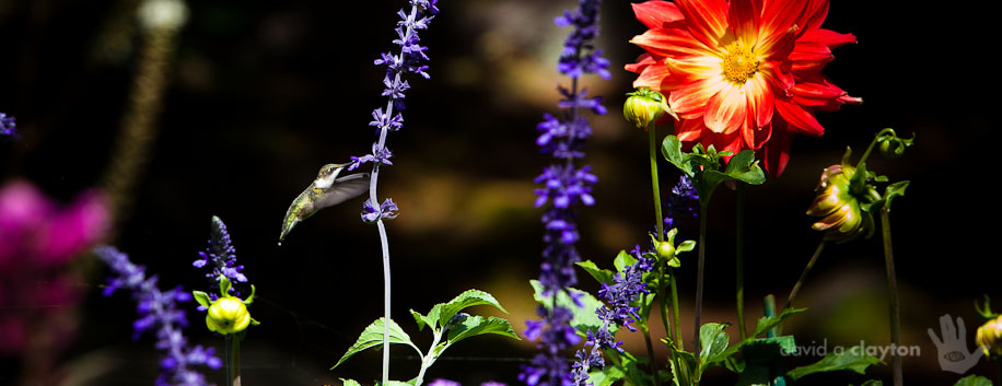 Hummingbird & Flowers With all the brightly colored flowers, 